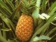 Jak vypěstovat ananas z plodů zakoupených v obchodě